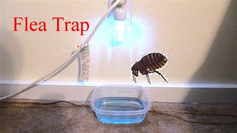 Fleas house. Fleas are small, flightless insects that feast on the blood of mammals and birds. There are more than 2,000 flea species globally, and about 300 types in the US.. Fleas typically live in dark ... 
