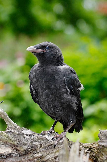 Fledgling crow stock photos and images (125)