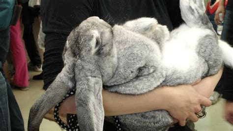 Flemish Giant Rabbit 101 - YouTube