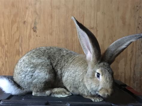 The Flemish Giant rabbit is a large breed 