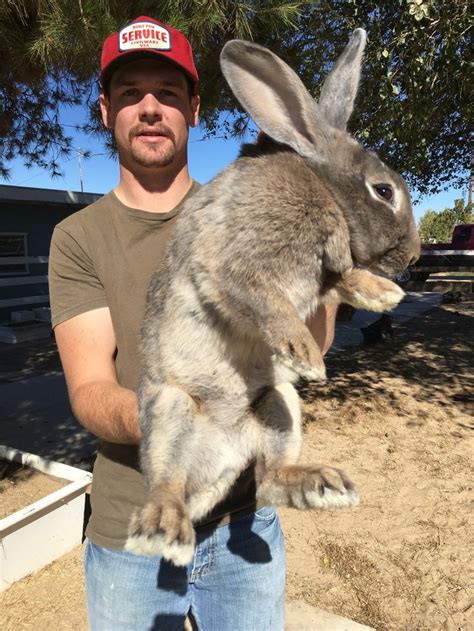 Flemish giant rabbit. 2,592 likes · 1 talking about this. Flemish giants rabbit available I raise all 7 colors contact me to see what’s available at the...