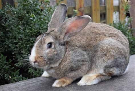 The Flemish Giant rabbit (also known as the Gentle Giant) is one of the largest breeds of domestic pet rabbits. Adults typically weigh between 15-20 pounds and can reach around 2.5-4 feet in length when they fully stretch out. The typical Flemish Giant rabbit lifespan is between 8-10 years. Females may have a large dewlap (fold of skin ....