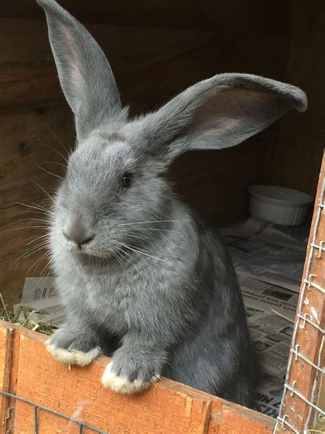 Rabbits for Sale in New Hampshire - find