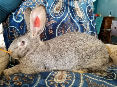 The average Flemish Giant weighs about 15 pounds (6.8 kilograms), though the breed can get even larger. Some of these rabbits can even reach up to 10 kilograms (22 pounds). The longest Flemish Giant rabbit ever recorded was four feet three inches long! Flemish Giant rabbits have a long, muscular body with wide hindquarters.. 