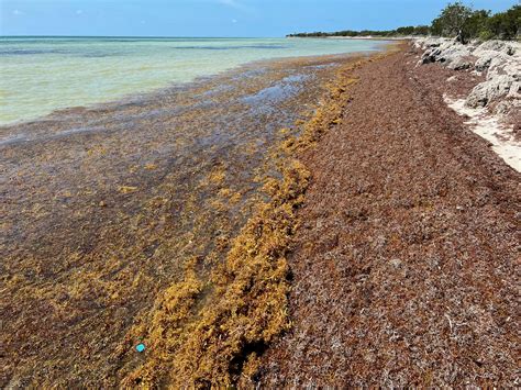 Flesh-eating bacteria in seaweed growing concern for beachgoers and doctors in Florida