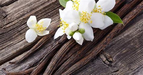 💦 [PPV] Fleur Vanille Nuds Onlyfans Leaked