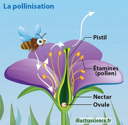 Fleurs et pollinisation - Prof SVT 71