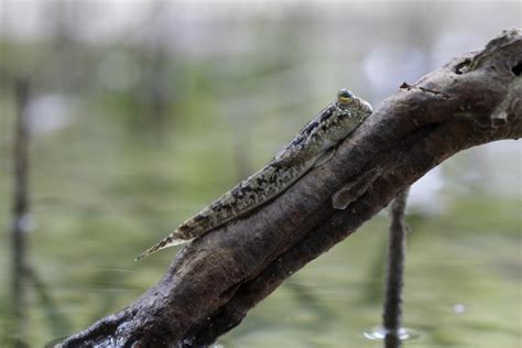 Flexible Fins Allow Fish to Climb Trees The Science Explorer