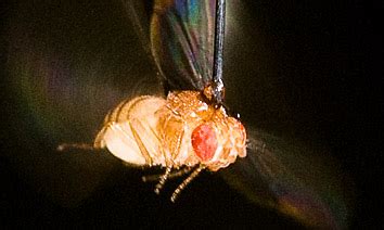 Flies’ Flight Patterns Rely on Sense of Smell HHMI