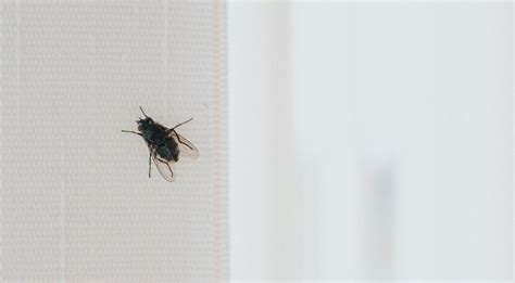 Flies in my house. The most common reason for flies swarming all over your house is an infestation inside or nearby your home. If you suddenly see a swarm of flies that means … 