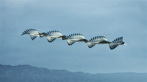 Flight Patterns of Birds Captured in a Single Photo
