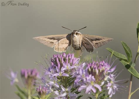 Flight of the Sphinx Moth - YouTube