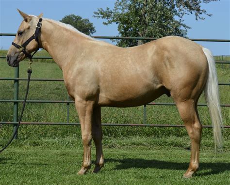 Flit N Freckles Quarter Horse - All Breed Pedigree