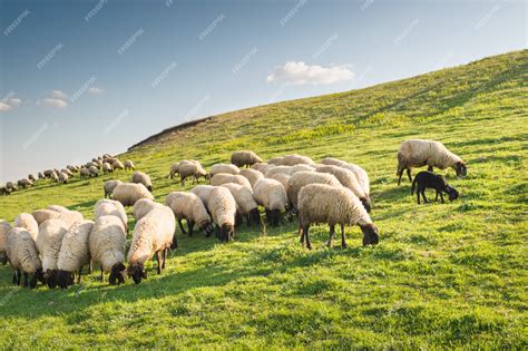 Flock Sheep Photos and Premium High Res Pictures