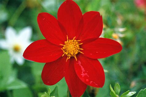 Flor - he's sad and has a flower. la flor es roja. the flower is red. eres mi flor. you're my flower. como la flor, con tanto amor. like the flower, with so much love. como la flor que con tanto amor me diste tú. like the flower that you gave me with so much love.