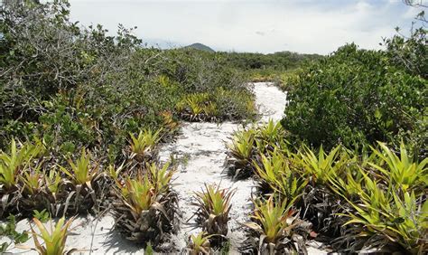 Flora ecológica de restingas do sudeste do brasil. - Pearson satchel paige study guide with answers.