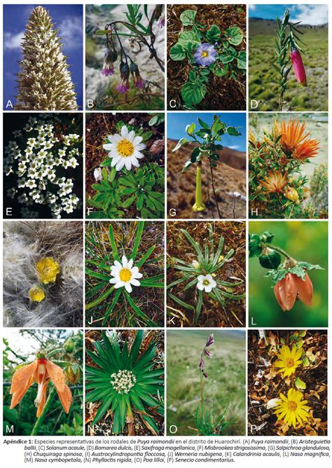 Flora y vegetación asociada a los rodales de Puya raimondii de ...