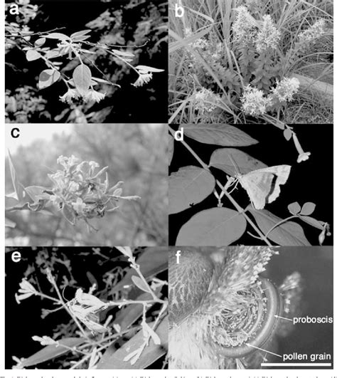 Floral adaptations to nocturnal moth pollination in Diplomorpha ...