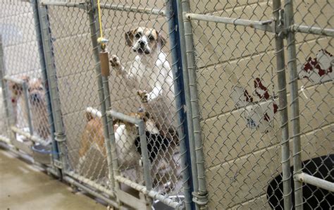 Florence animal shelter. Things To Know About Florence animal shelter. 