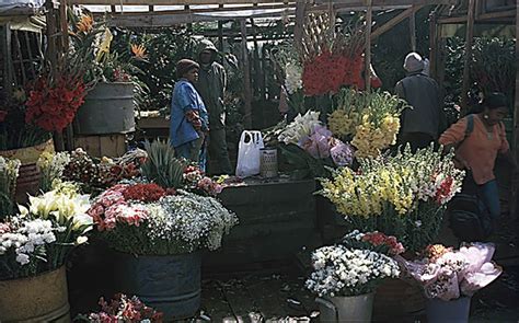 Flores   Antananarivo