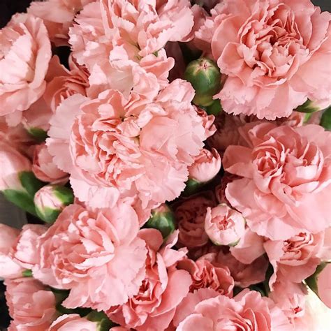 Flores  Instagram Sanzhou