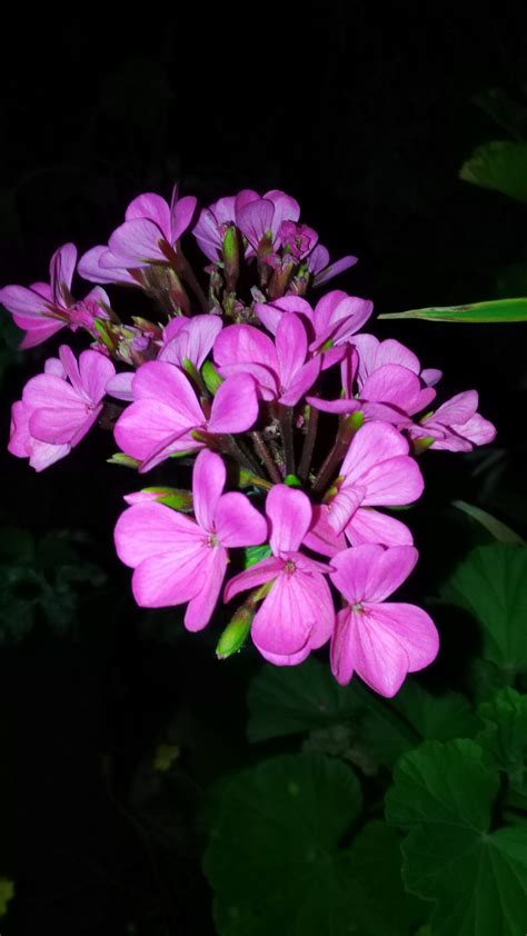 Flores Bailey  Shengli
