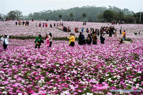 Flores Callum Photo Qinzhou