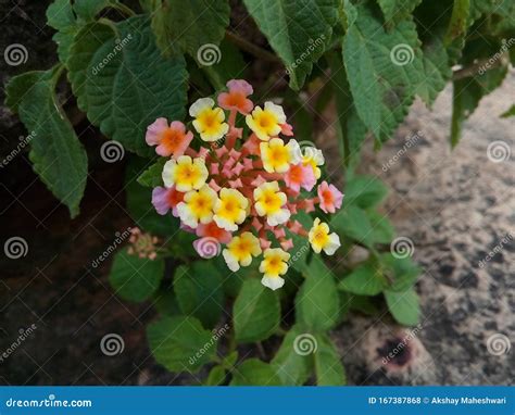 Flores Gray  Bhopal