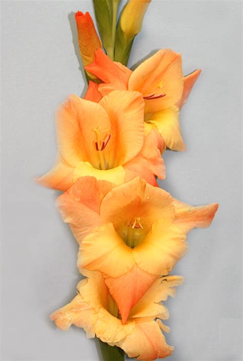 Flores James  Semarang