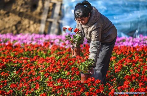 Flores Mary Photo Langfang