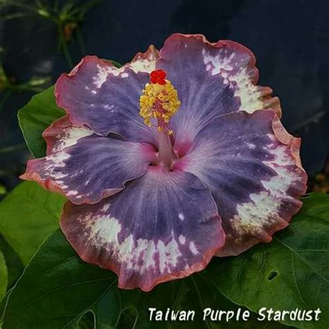 Flores Mitchell  Taipei