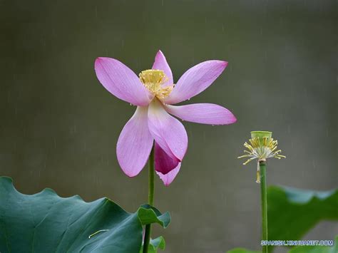 Flores Nelson  Fuzhou