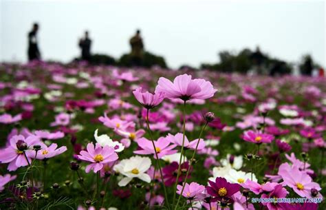 Flores Olivia  Qinzhou