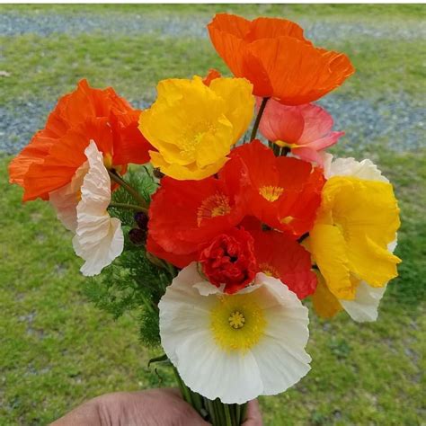 Flores Poppy Instagram Faisalabad