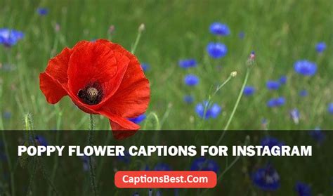 Flores Poppy Instagram Gaoping