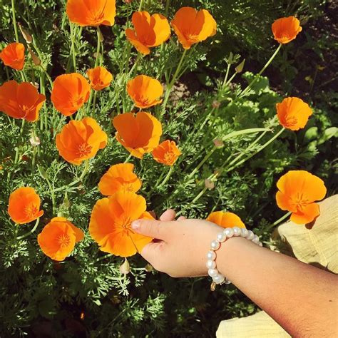Flores Poppy Instagram Hezhou