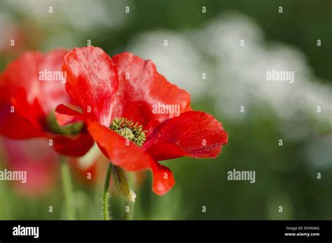 Flores Poppy Yelp Allahabad