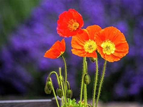 Flores Poppy Yelp Washington