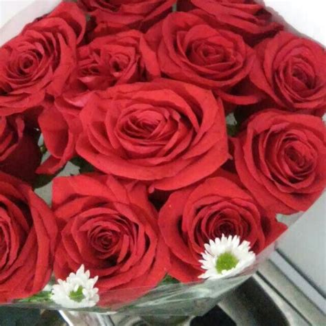Flores Ross Whats App Nanping