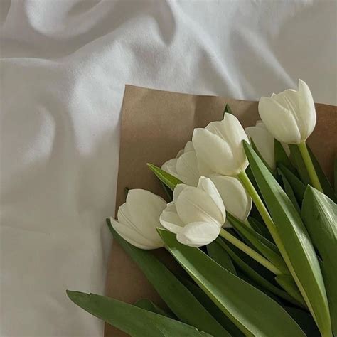 Flores White  Deyang