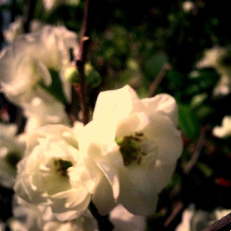 Flores White  Zhuhai