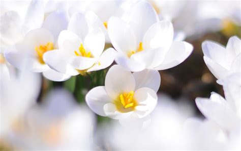 Flores White Photo Qingyuan