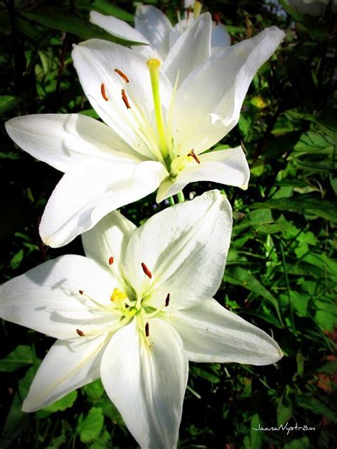 Flores White Video Linyi