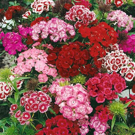 Flores William Messenger Liuzhou