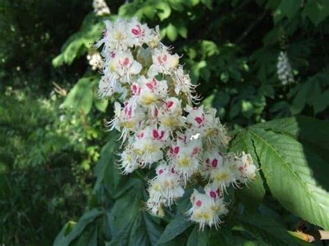 Flores de Bach 35. WHITE CHESTNUT ¿Te reconoces o …