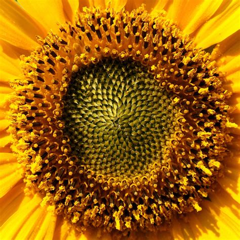 Florets - Learn about the different parts of a sunflower, from the roots to the seeds, and how they contribute to the beauty and complexity of this iconic flower. Discover the unique …