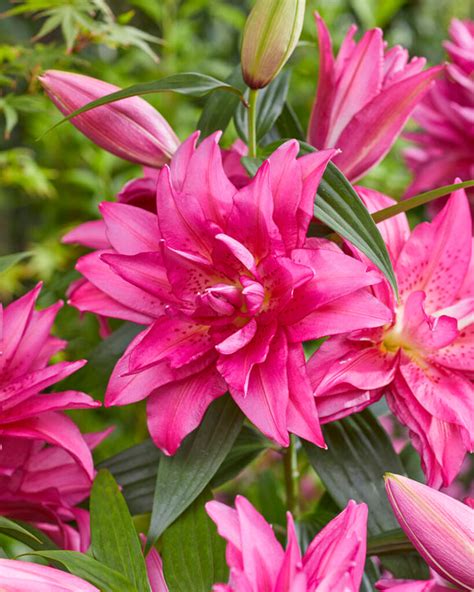 codini.rgarabwor.edu.pl. 