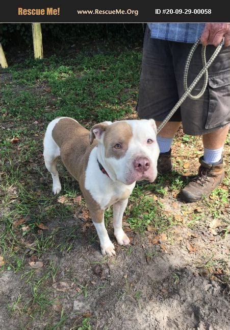 Florida American Bulldog Rescue