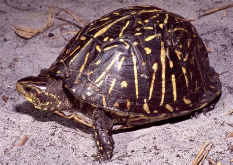 Florida Box Turtle (Terrapene carolina bauri) …