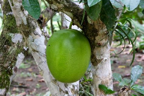 Florida Calabash Tree - Photos by Canva